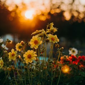 Summer Flowers